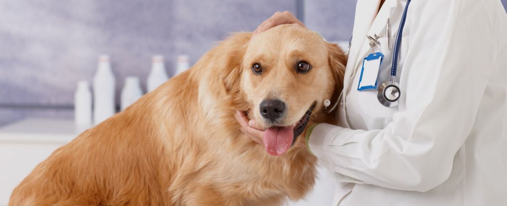 Responsabilidad civil mascotas